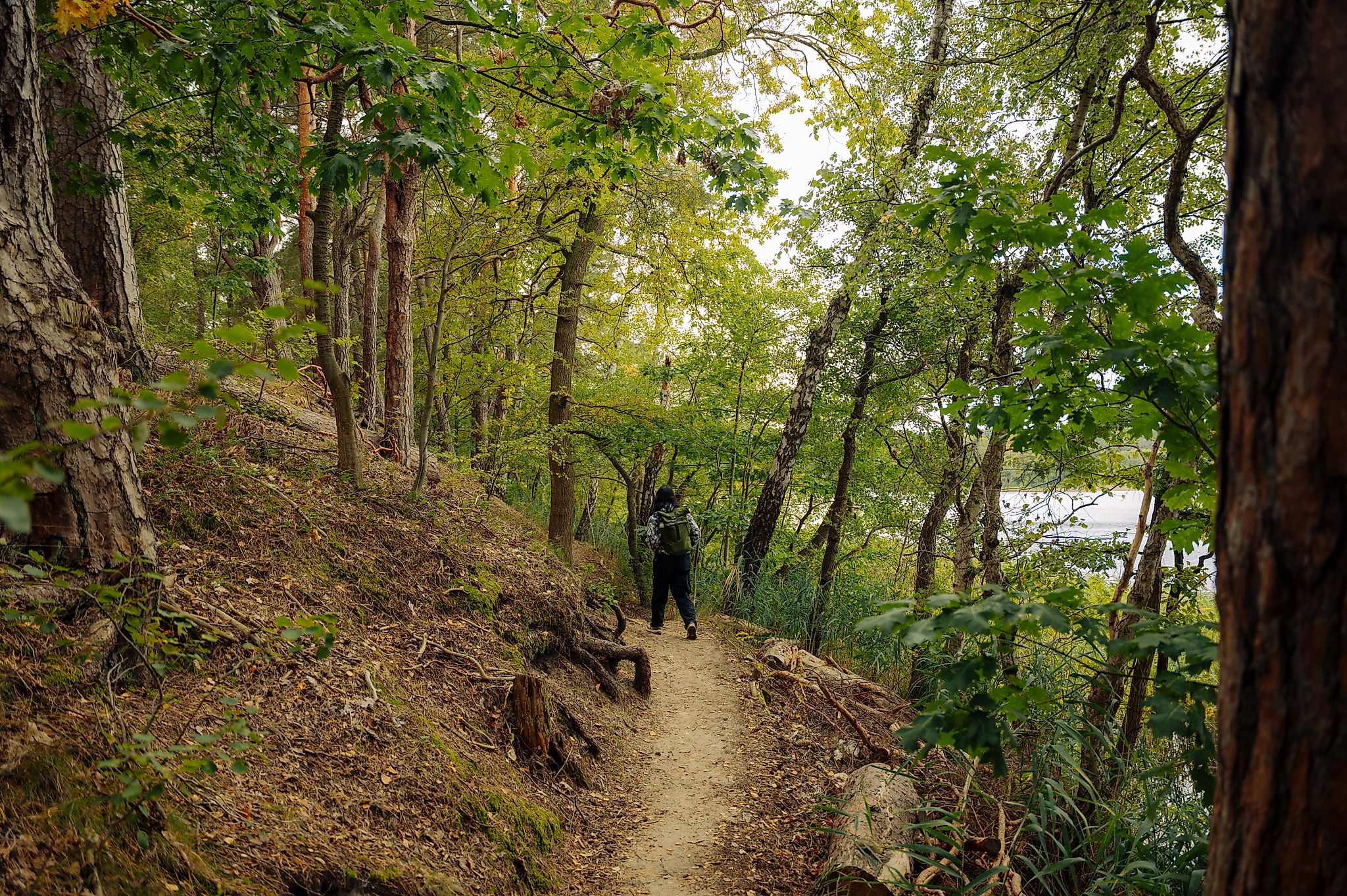 Frau auf Wanderweg im Wald, 66-Seen-Weg