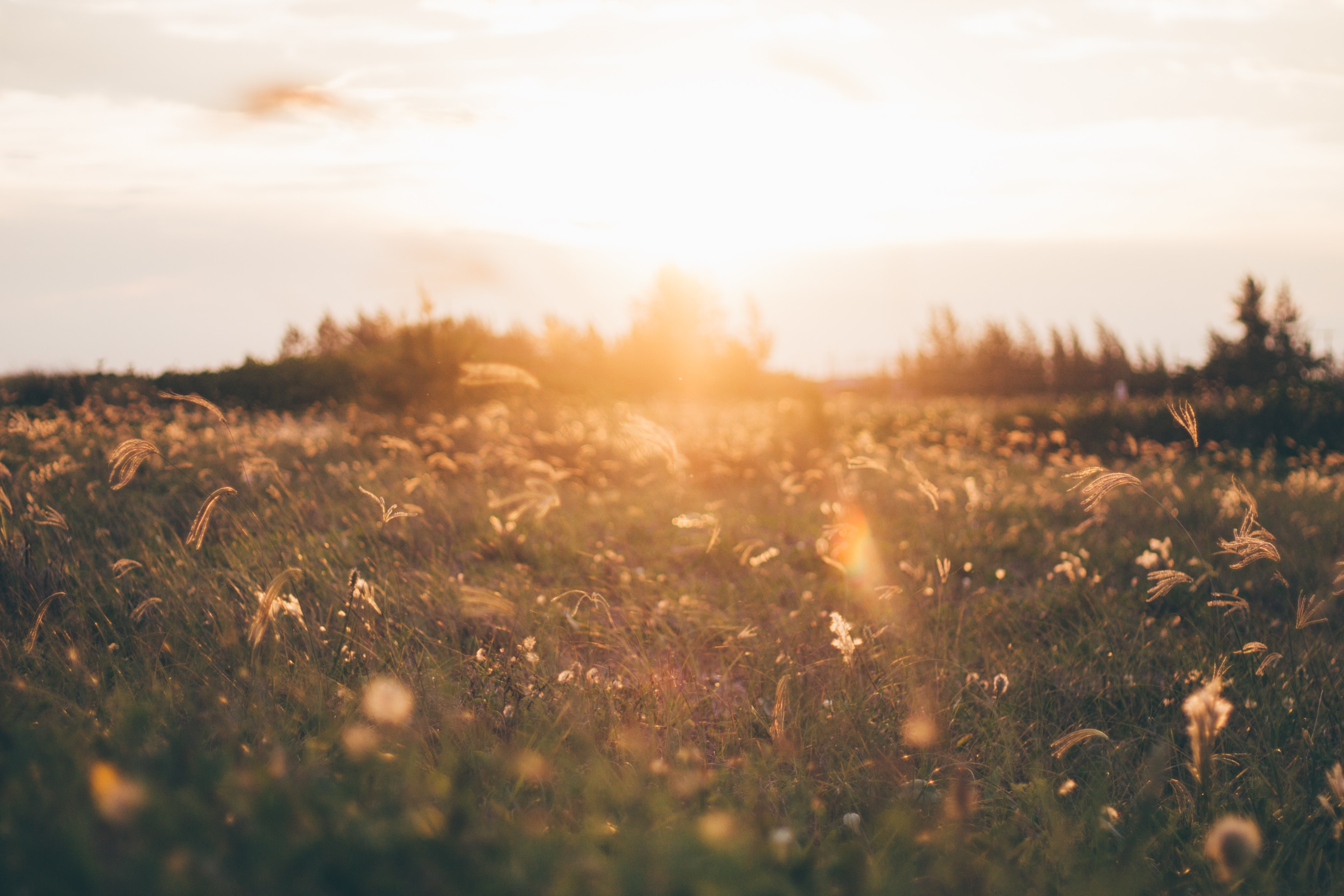 Wiese im Sonnenlicht