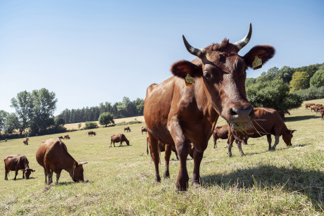 Foto von Kühen auf der Weide