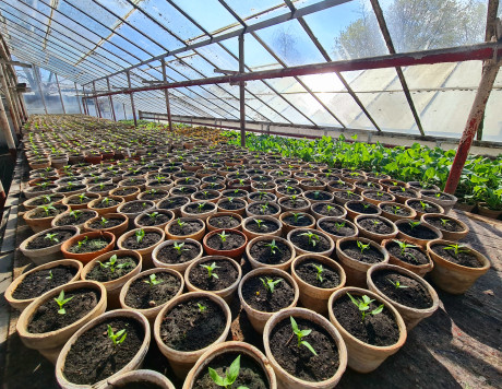 Gewächshaus Flair Hotel Reuner