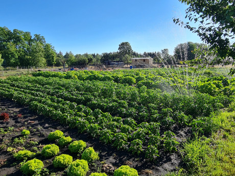 Gemüsegarten Flair Hotel Reuner
