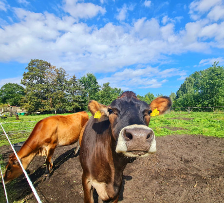 Kuh Flair Hotel Reuner