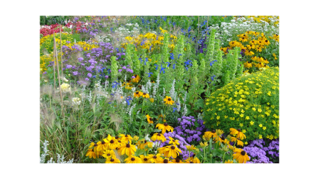 Wiese, Prärie, Blume, blühen, Sommer-, Park, Botanik, Biodiversität, bunt, Garten, Flora, Wildblume, Blumen, Wald, Lupine, Zierpflanze, blühende Pflanze, Jährliche pflanze, Landanlage