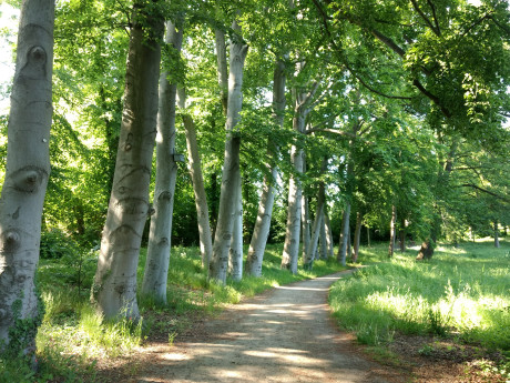 Foto Wanderweg Brandenburg