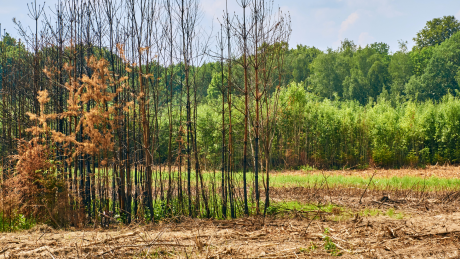Konsequenzen eines Waldbrandes. Verbrannte Bäume vor grünem Wald