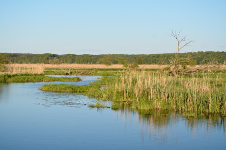 Wildnis in der Flussaue