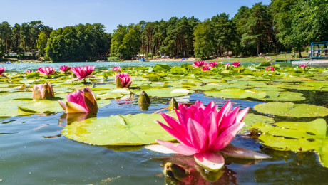 blühende Seerosen auf dem Schervenzsee