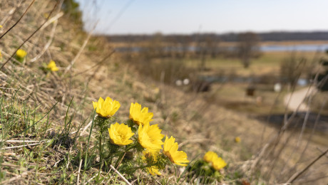 Adonisröschen an den Oderhängen bei Lebus