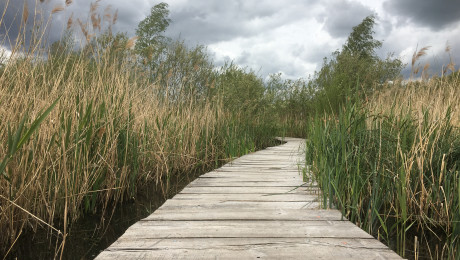 Holzsteg führt durch ein Schilfufer