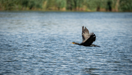 Ein Vogel fliegt über einen See