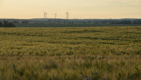 Erneuerbare Energien in der Uckermark: Feld mit Windpark im Hintergrund