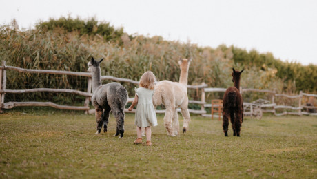 Kleinkind steht zusammen mit drei Alpakas auf einer eingezäunten Weide