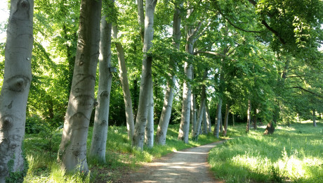 Foto Wanderweg Brandenburg