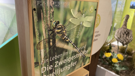 Bild einer Libelle mit tastbarem Element und Brailleschrift im Naturparkzentrum Ragen