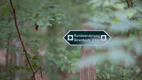 Wegweiser im Wald