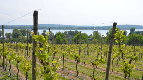 Foto von Weinberg Werder (Havel)